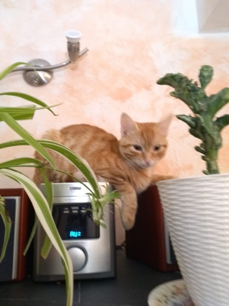 Ginger, gattina rossa tigrata