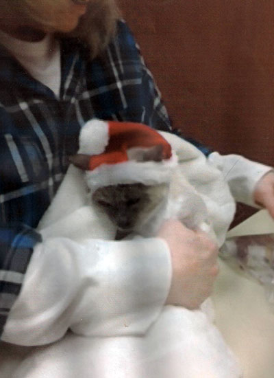 Una tenera immagine di Scooter, gatto di 30 anni a Natale