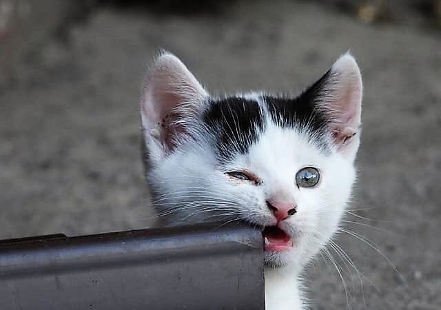 Dentizione gattini: quando spuntano i denti da latte, quando li cambiano ed altre curiosità